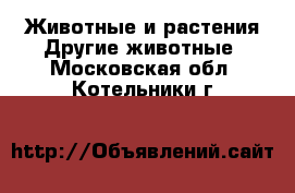 Животные и растения Другие животные. Московская обл.,Котельники г.